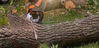 Trusted Pocono Springs, PA Tree Care  Experts