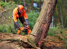 Best Tree Risk Assessment  in Pocono Springs, PA