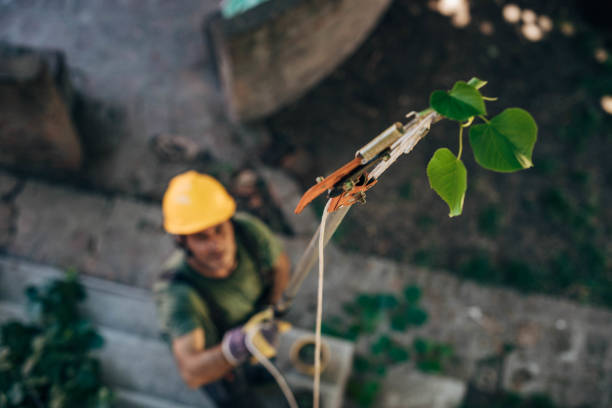 Best Leaf Removal  in Pocono Springs, PA