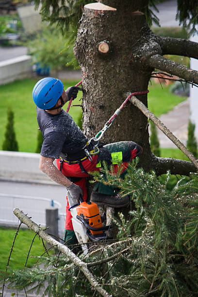 How Our Tree Care Process Works  in  Pocono Springs, PA