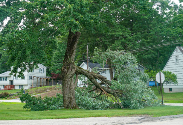 Best Tree Trimming and Pruning  in Pocono Springs, PA