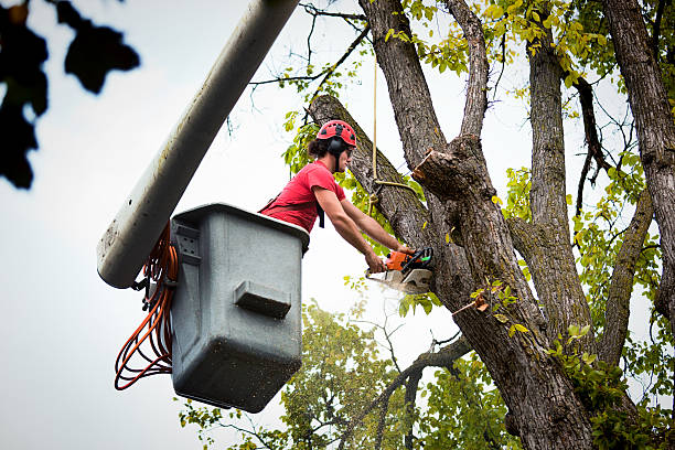 Best Commercial Tree Services  in Pocono Springs, PA